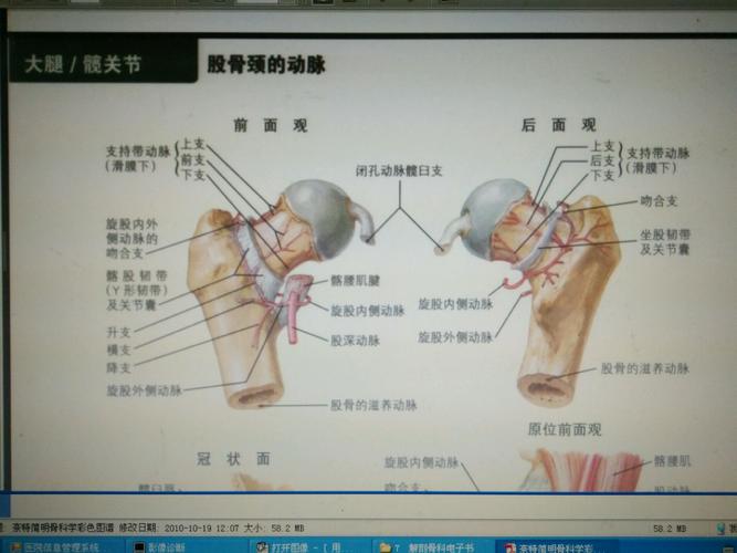 股骨头是指身体的什么地方(股骨头是指什么部位)-第1张图片-知源网