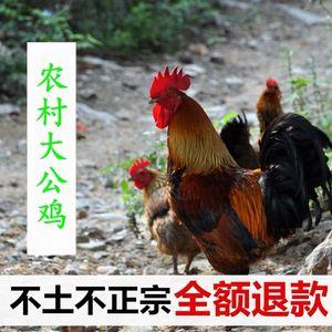 安徽什么鸡出名 河南的什么鸡出名-第1张图片-知源网