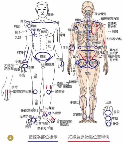 股里是人体什么部位_股里区位置图