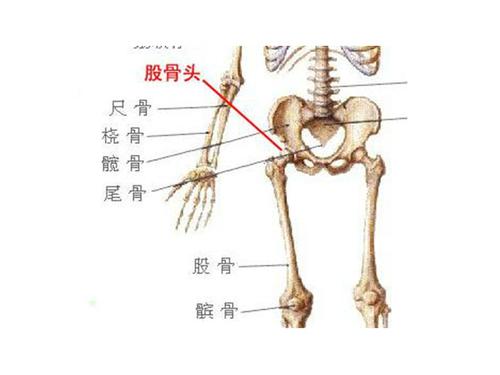 股骨是什么位置—股骨头在什么位置图片