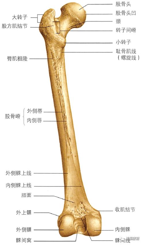 股骨的解剖结构(股骨的解剖结构图解)